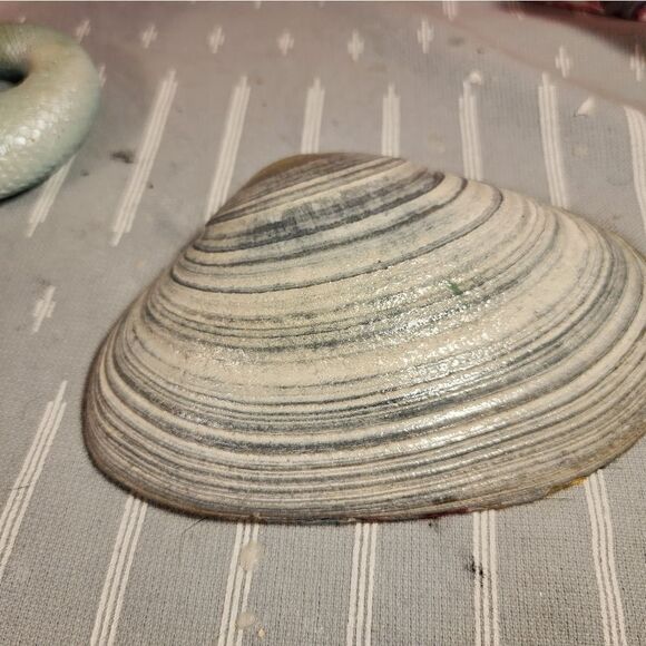 DECOUPAGE CLAM SHELL DECOUPAGE GINGERBREAD MAN ON A CLAM SHELL TRINKET DISH - Picture 11 of 11